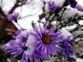 Chrysanthemum under a snow - winter flowers (Ãâ¦Ãâ¬ÃÂ¸ÃÂ·ÃÂ°ÃÂ½ÃâÃÂµÃÂ¼ÃÂ°)